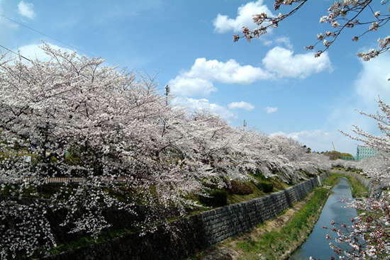 桜の名所山崎川